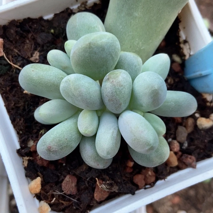 多肉植物美人514