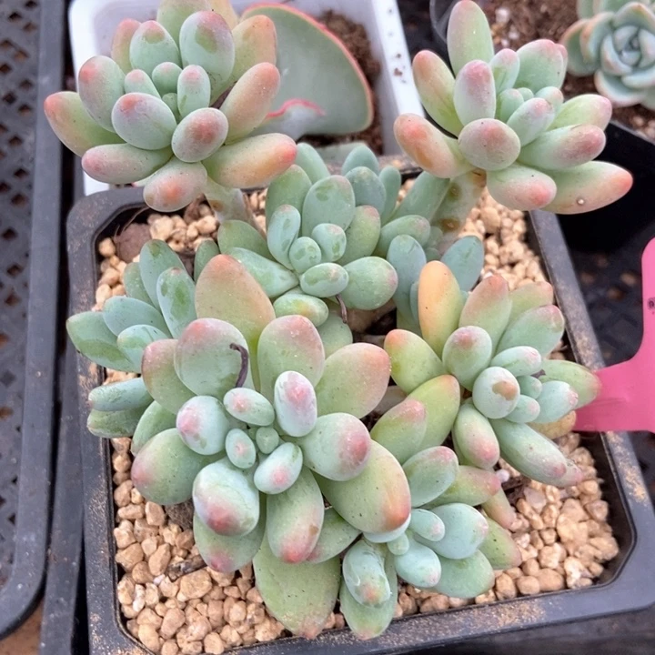 多肉植物苹果奶八头无砍706
