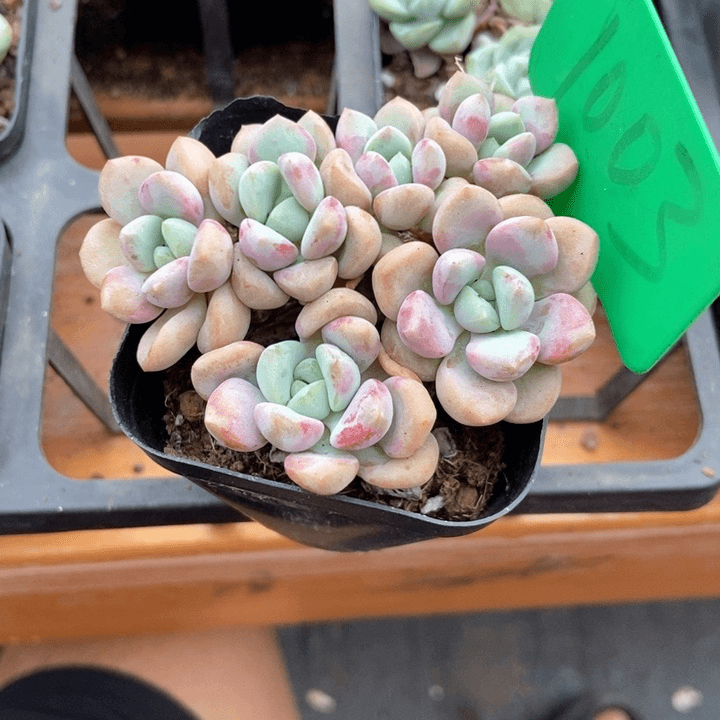 暖**光多肉植物花瓣路1003