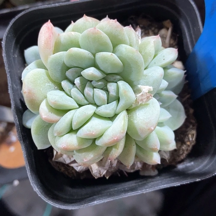 多肉植物缀化6154