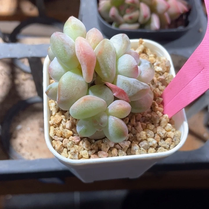 小***糊多肉植物冰玉1764