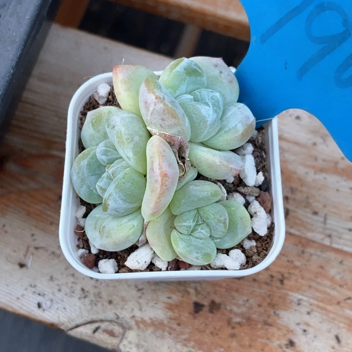 木*.多肉植物冰玉790