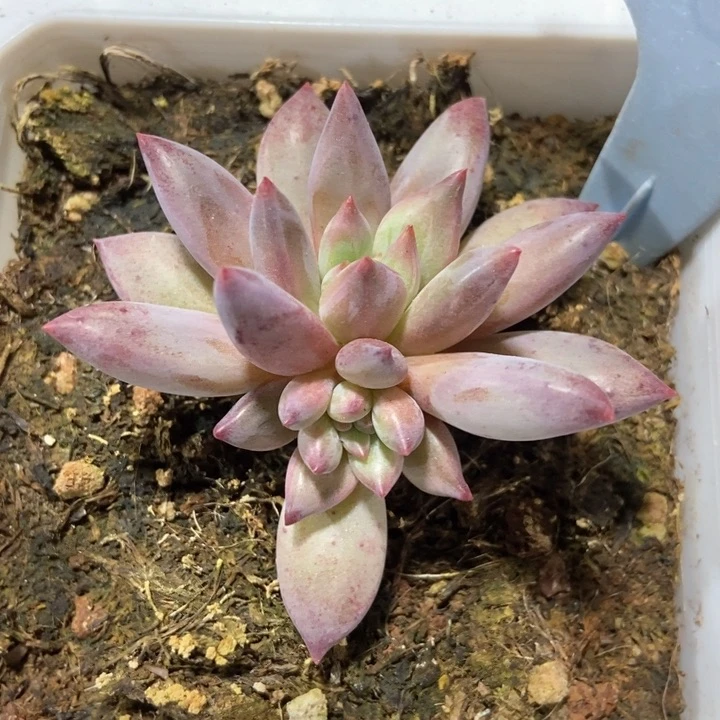 多肉植物虞美人1823