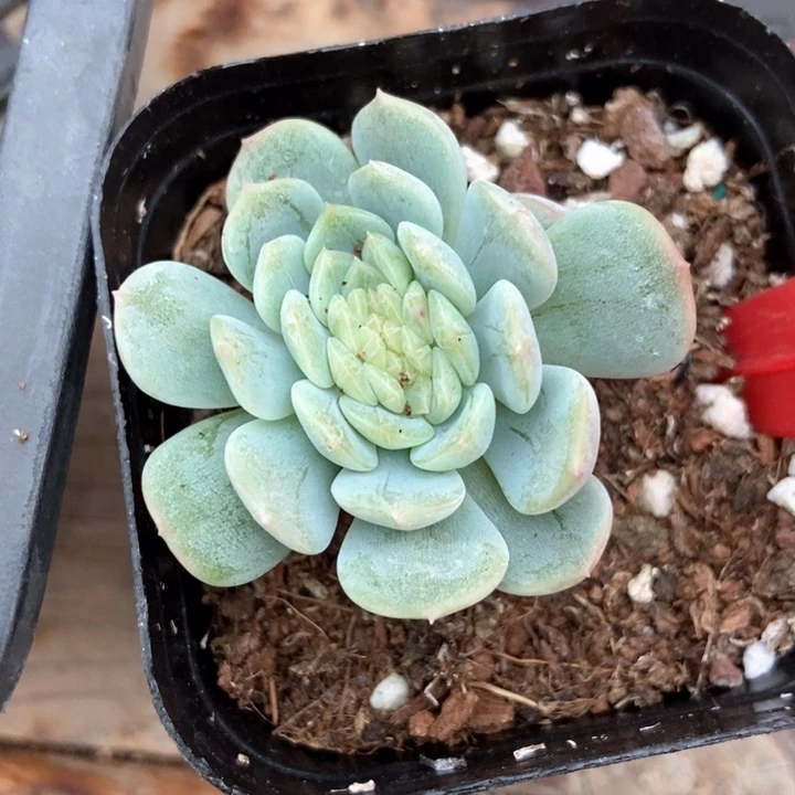 多肉植物白色恋人缀化521