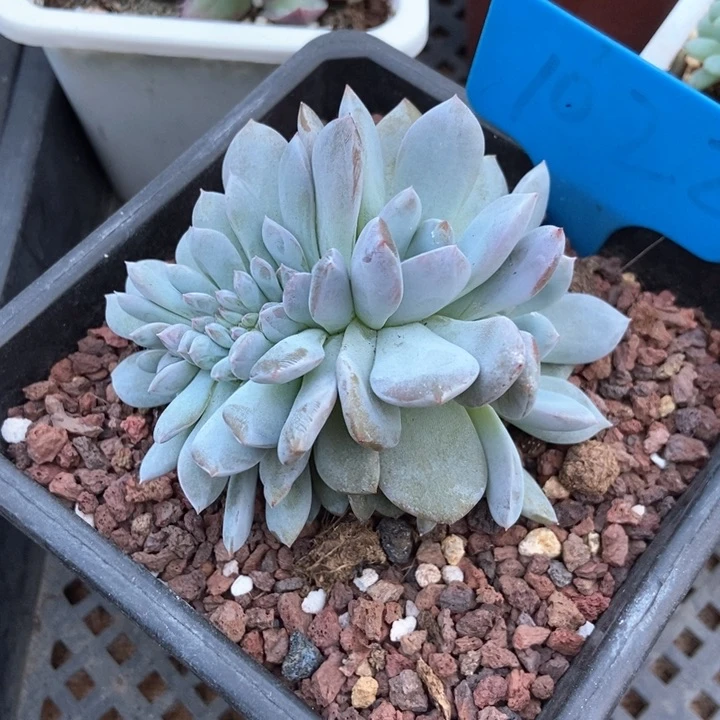 多肉植物星影缀化1022