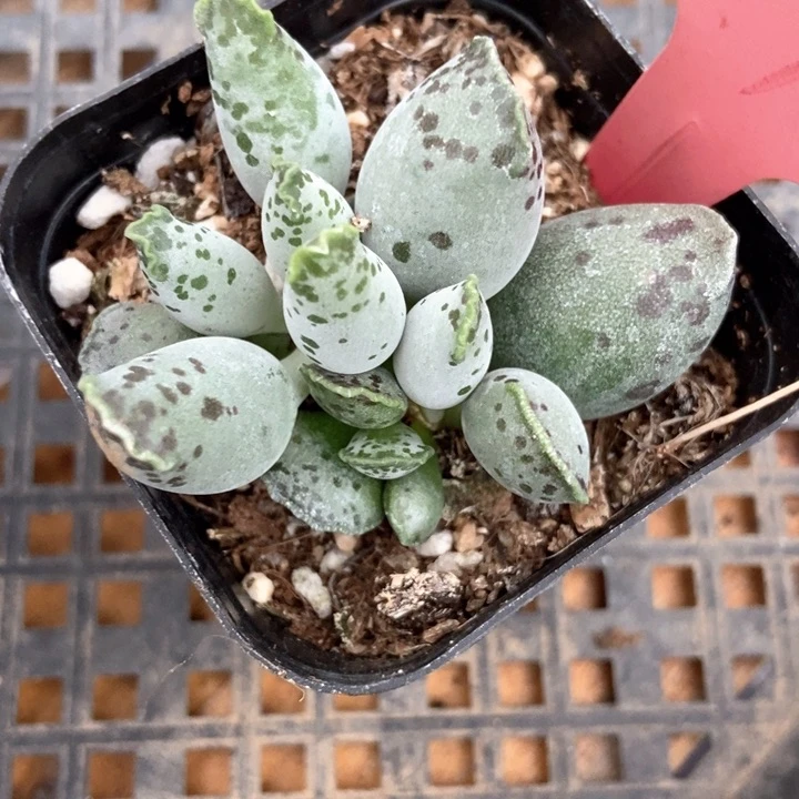 多肉植物海豹654