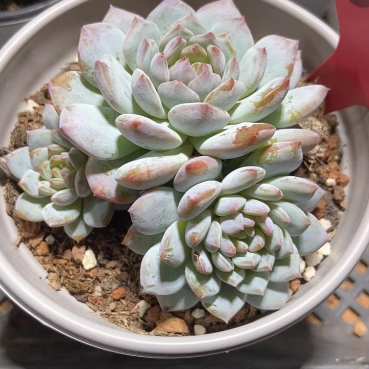 多肉植物星星橙6004