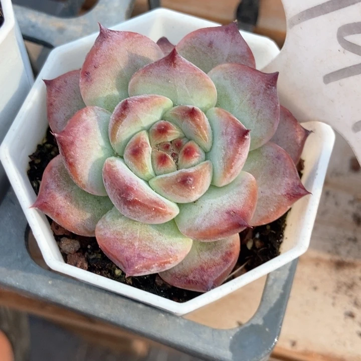 多肉植物卡罗拉999