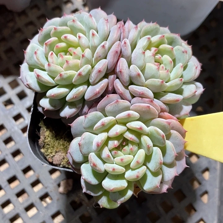 多肉植物白胖子2086