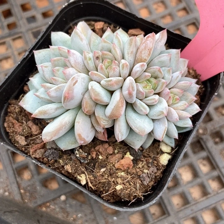 多肉植物星星朵朵145