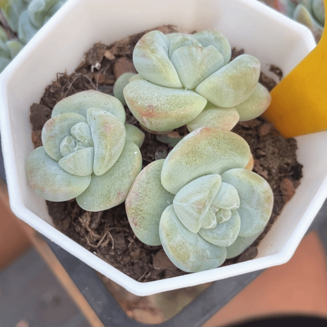 多肉植物冰玉9021