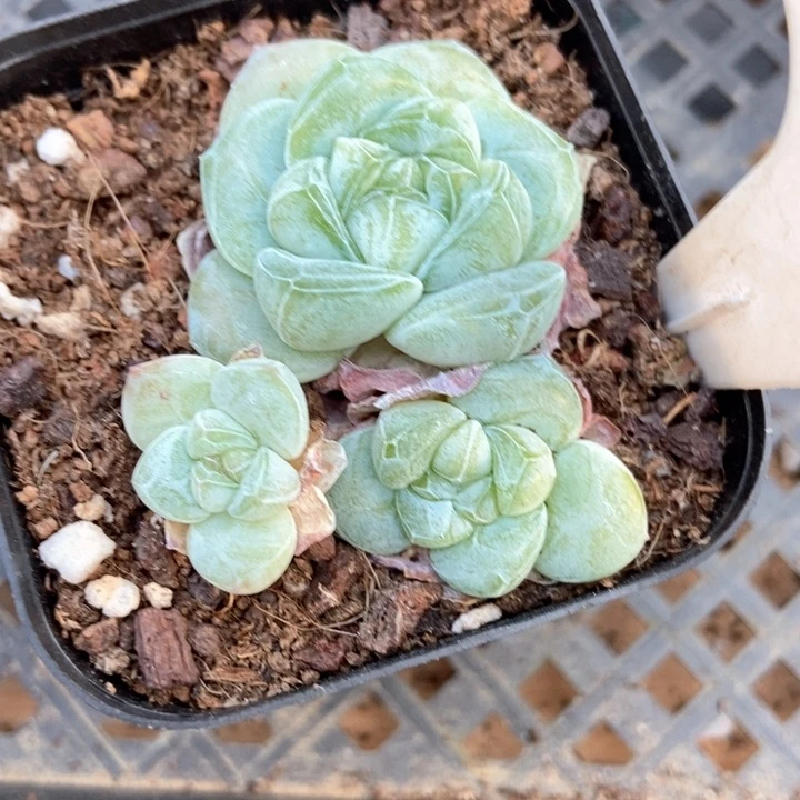 多肉植物琥珀953