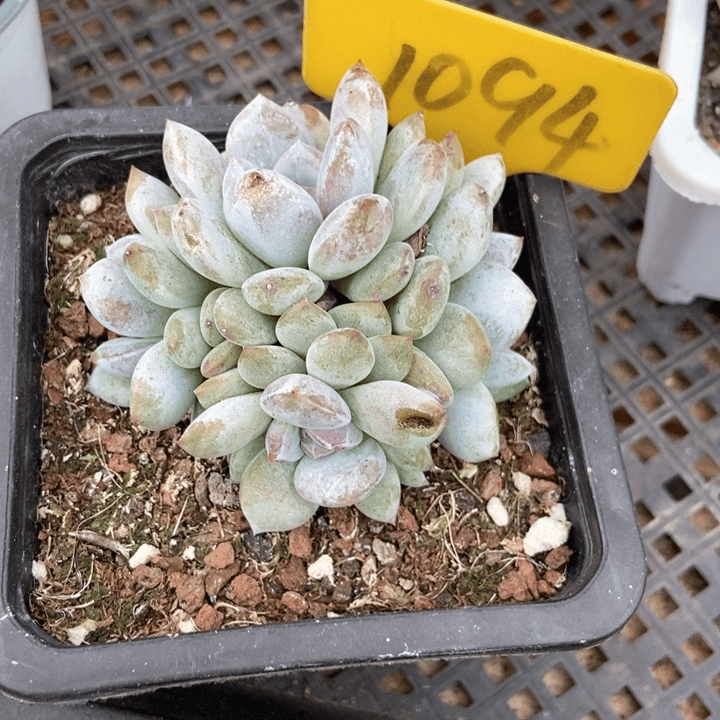 多肉植物石榴籽1094