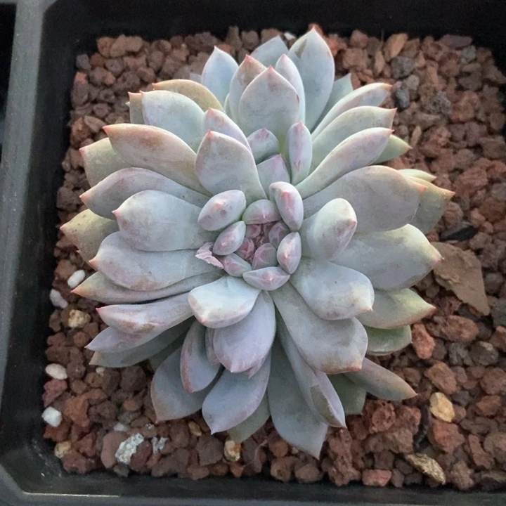 多肉植物星影朵朵7322