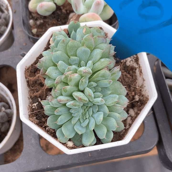 多肉植物白胖子缀901