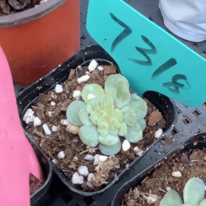 多肉植物白恋缀7318