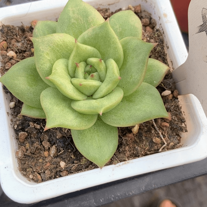 多肉植物玛丽亚455