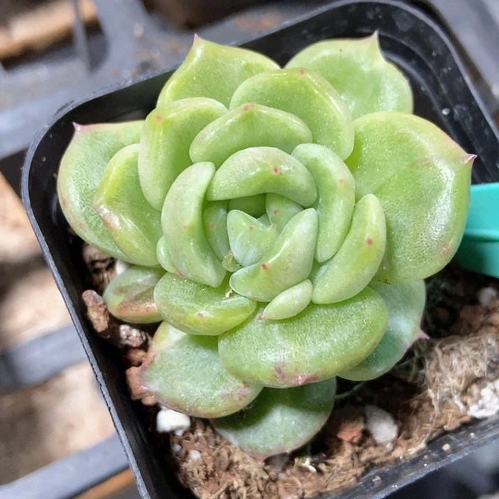 多肉白玫瑰石化1593