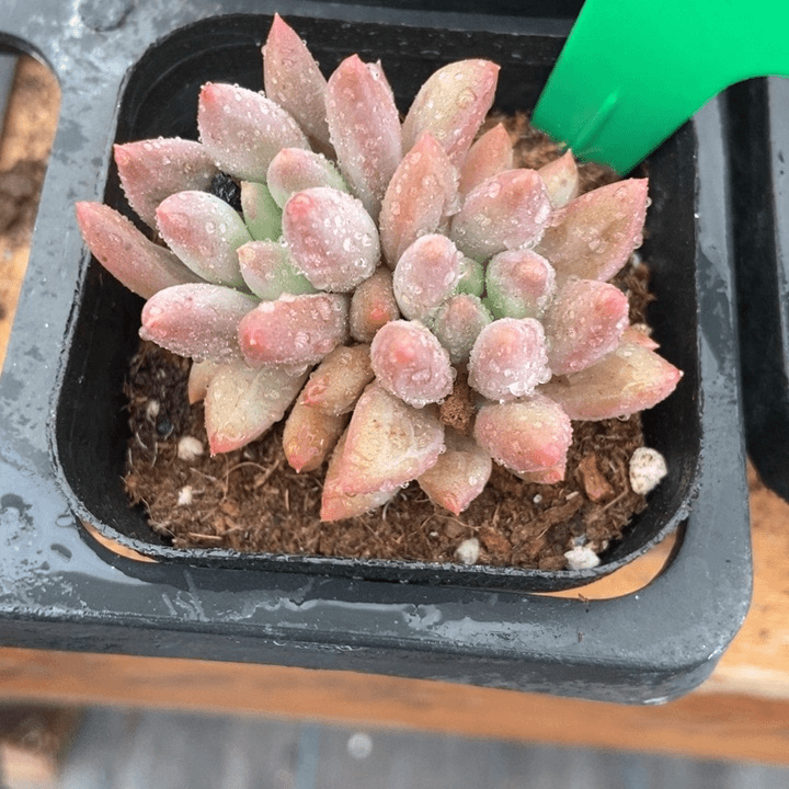 多肉植物车厘子936