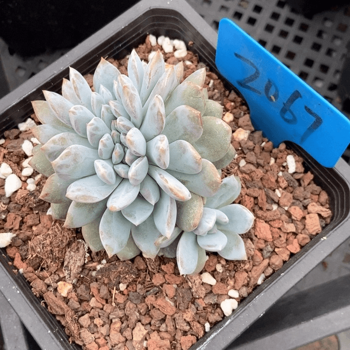 多肉植物缀化2067