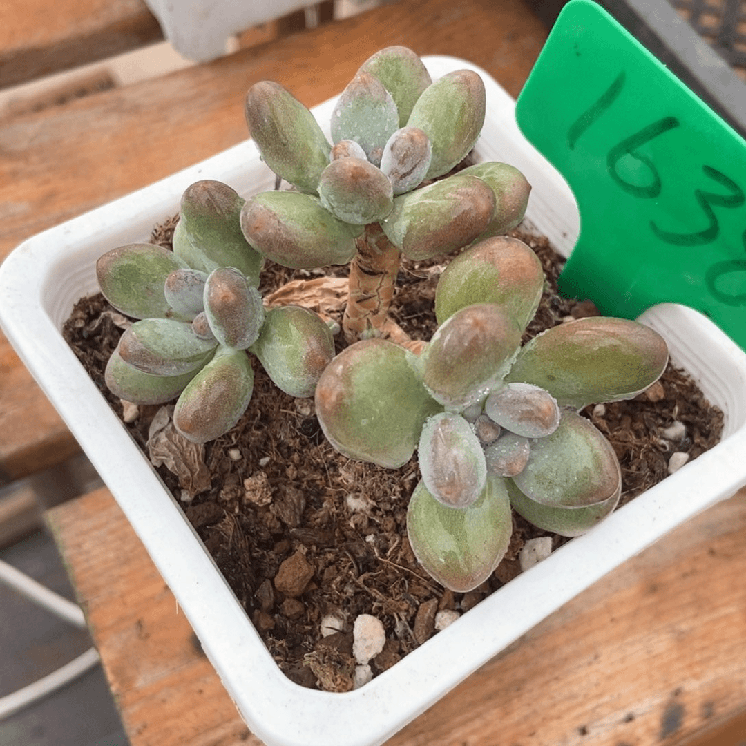 多肉植物苹果奶1638