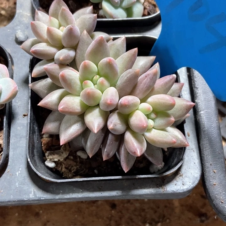 多肉植物车厘子904