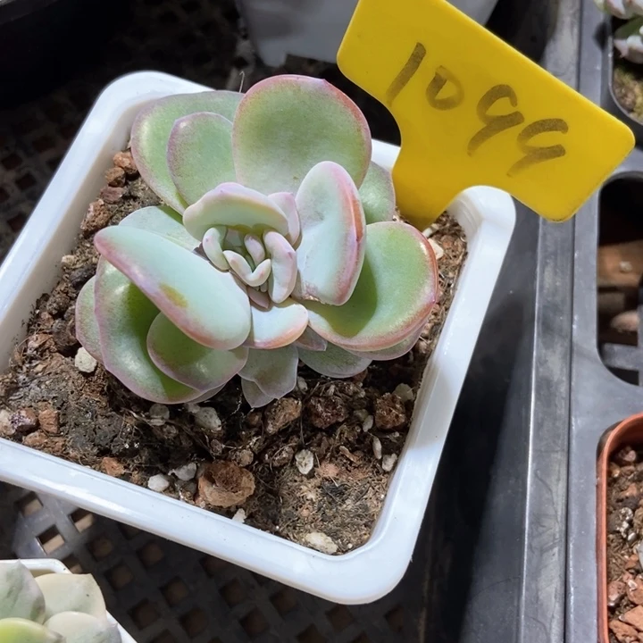 ?****多肉植物奶茶1099