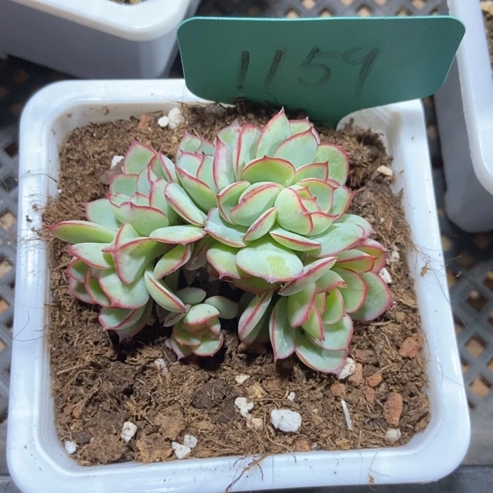 西**心多肉植物1159多肉
