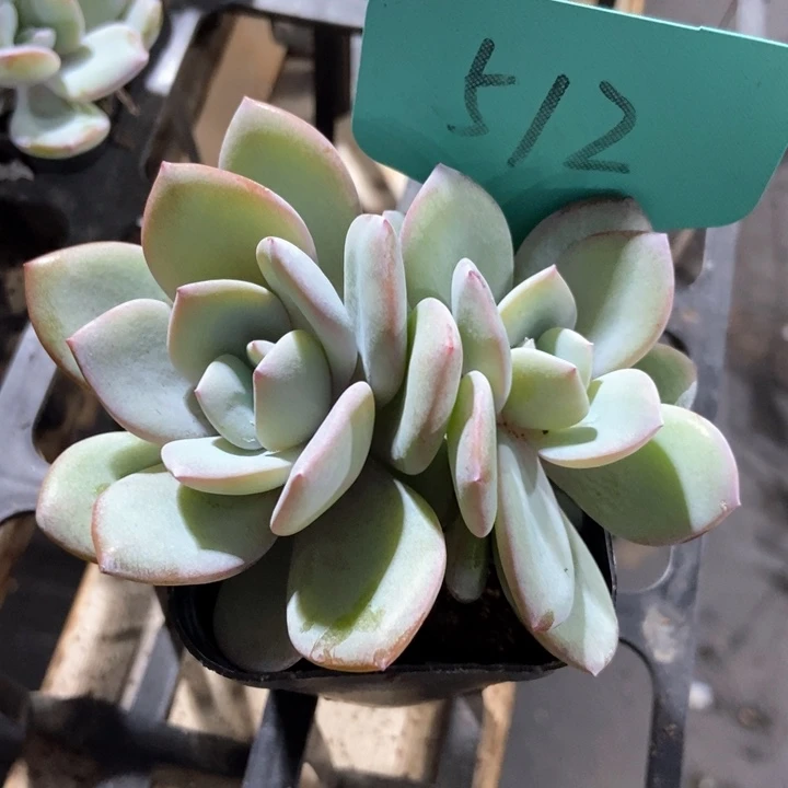 多肉植物奶茶512