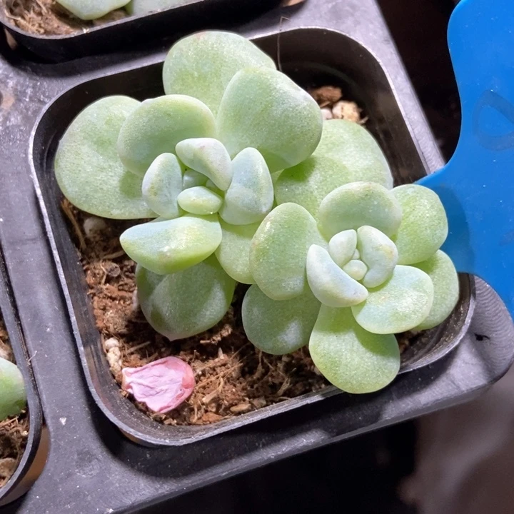 多肉植物冰玉石化848