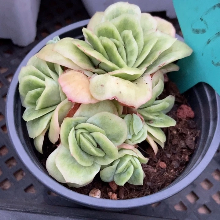 多肉植物冰玫瑰锦613