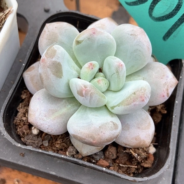 多肉植物雪宝宝501