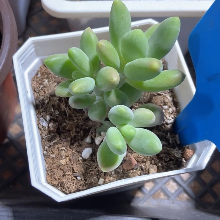 多肉植物芒果奶794