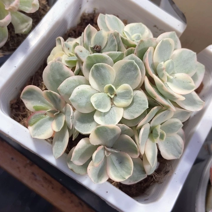 多肉植物秀妍锦492
