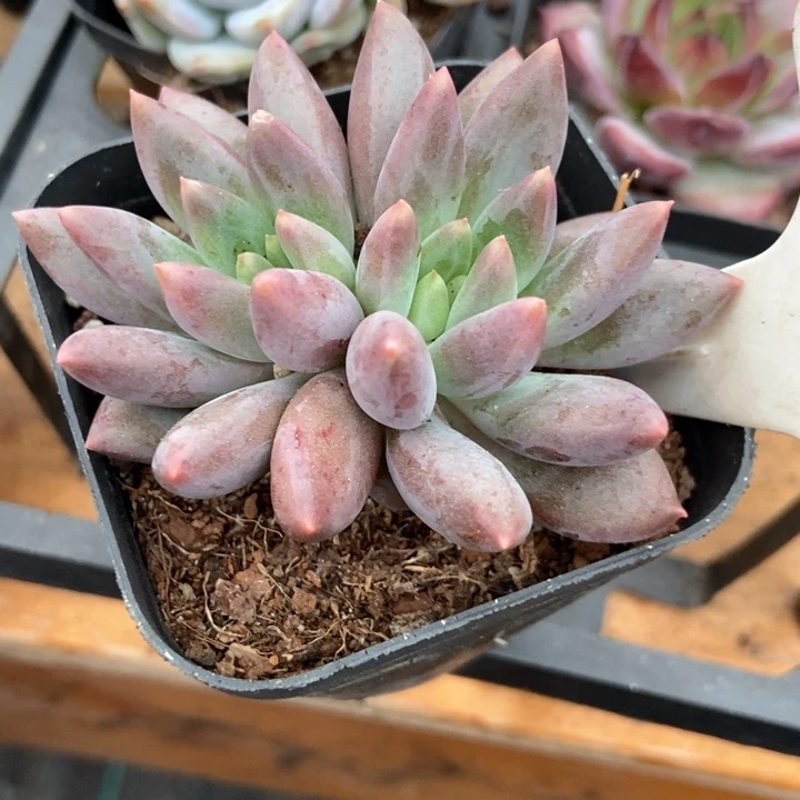 多肉植物水晶球972