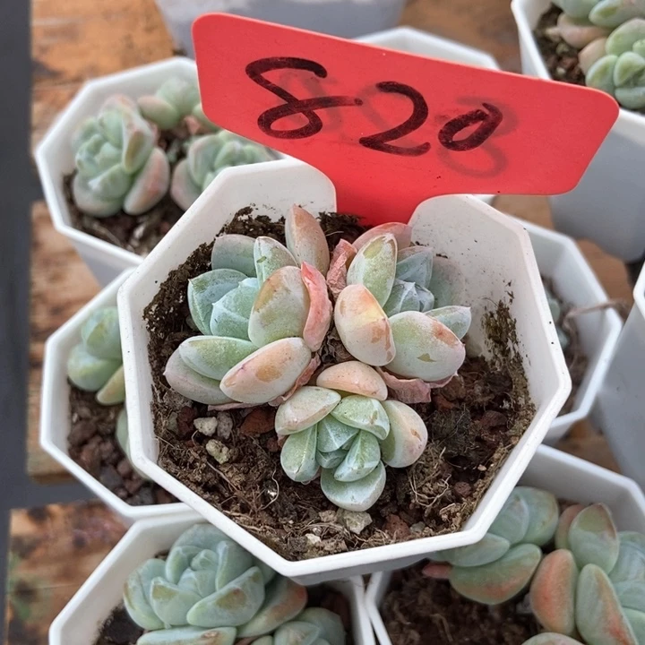 运****银多肉植物820多