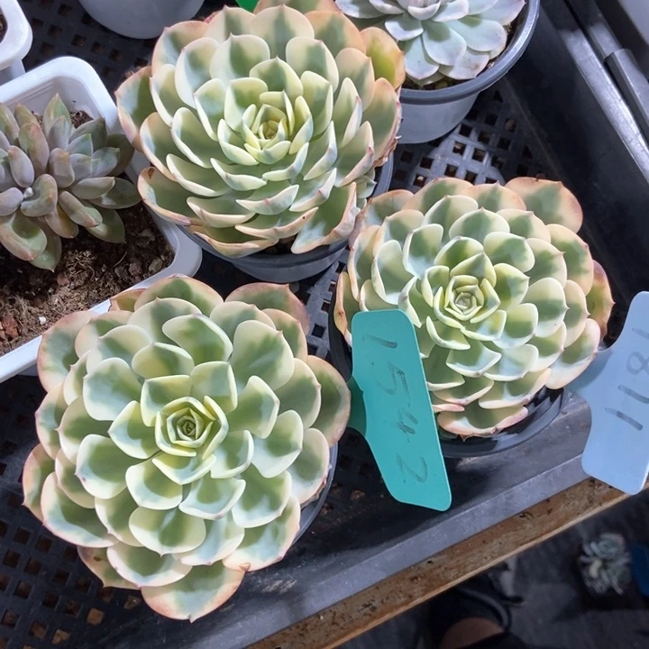 ?*霞多肉植物玉蝶锦868 1542 1811