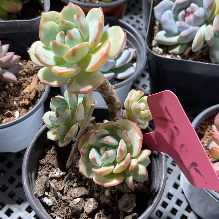 多肉植物香草7385