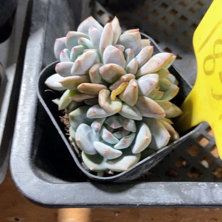 多肉植物石榴籽1851