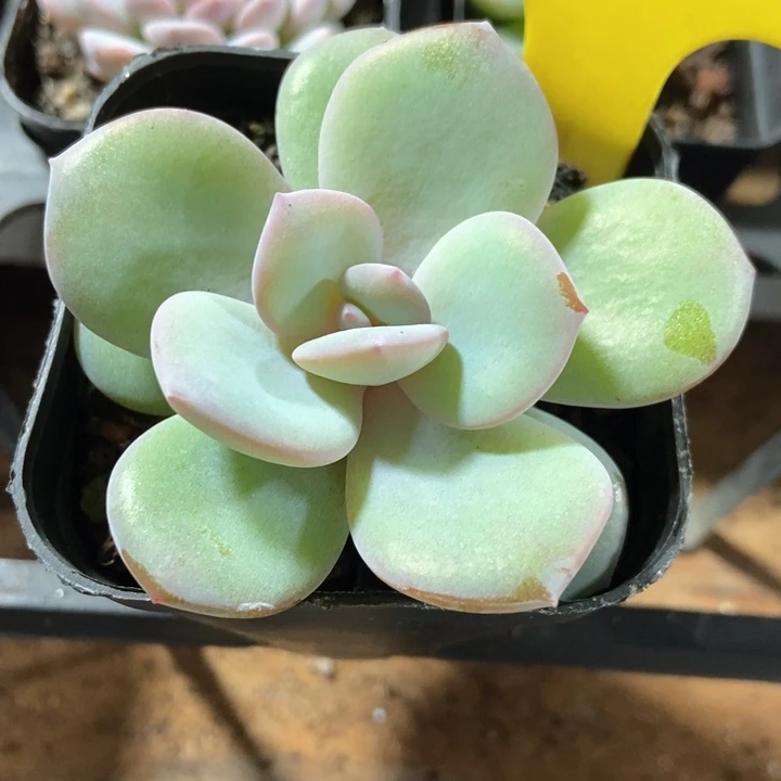 多肉植物奶茶2050