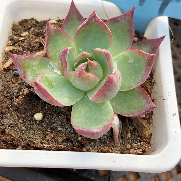多肉植物精虹514
