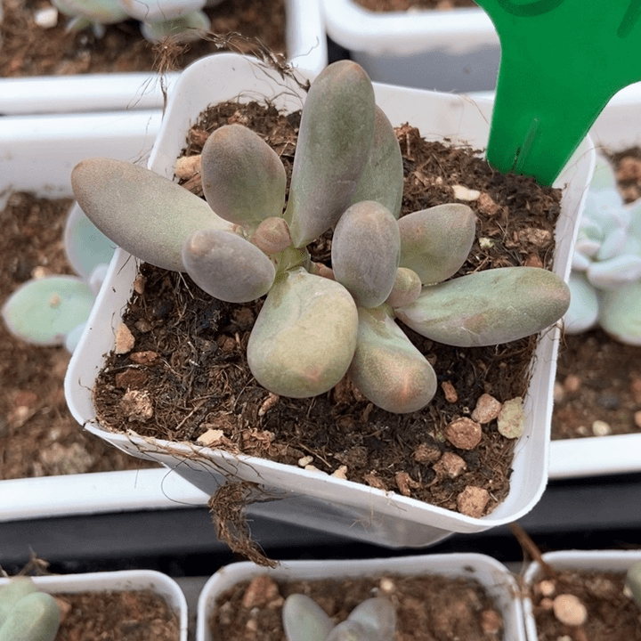 多肉植物糖果812