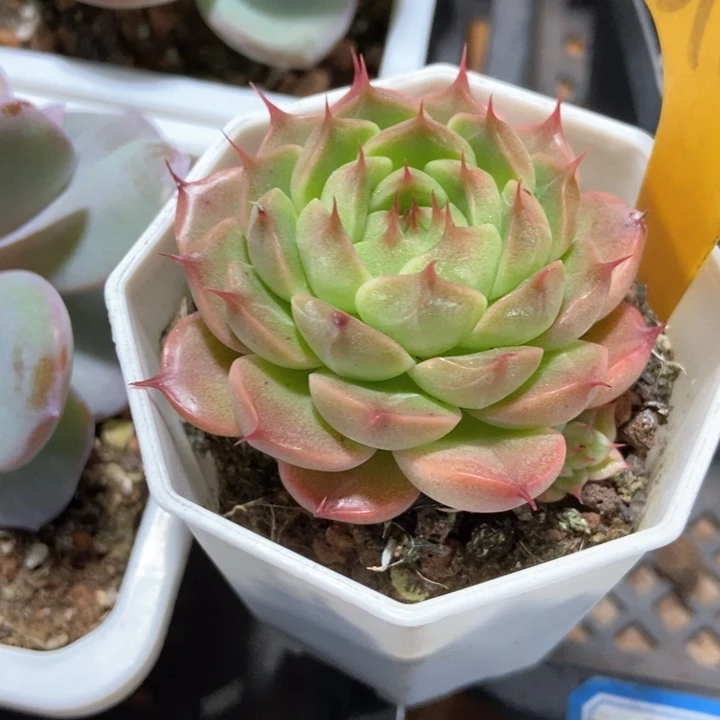 静**在多肉植物长睫毛6130