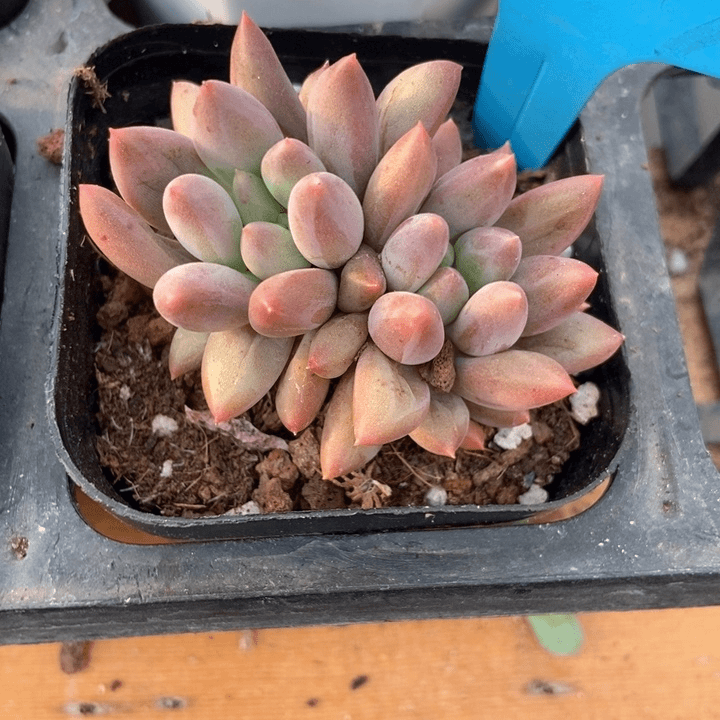 多肉植物车厘子7259