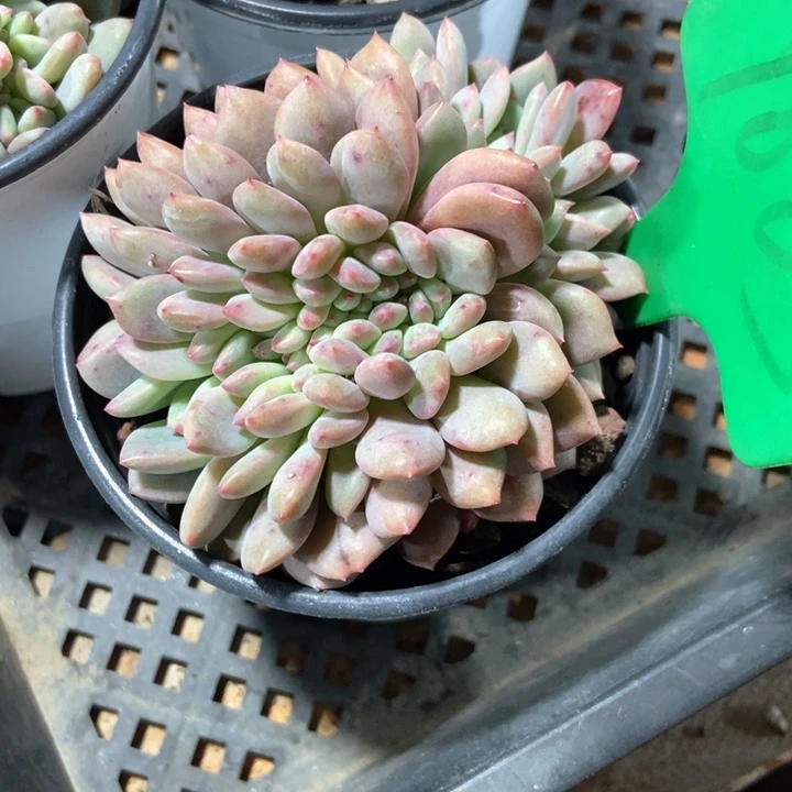 多肉植物缀化1003