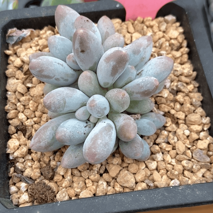 多肉植物汤圆185