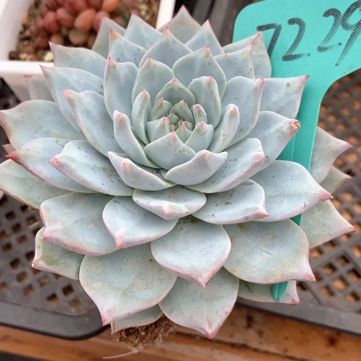 多肉植物粉蓝鸟7229