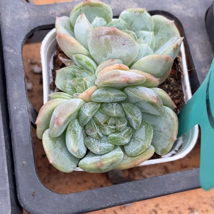 多肉植物白色恋人群13