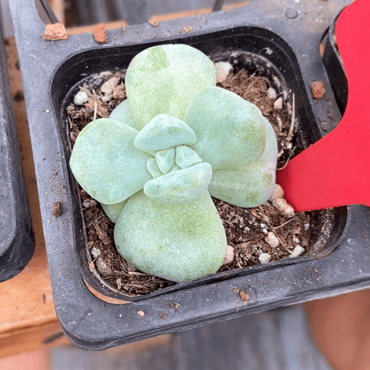 多肉植物冰玉石化1738