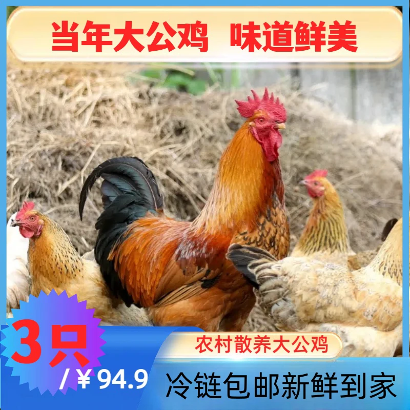 乡徒正宗散养大公鸡生态农家土鸡走地鸡笨鸡品质新鲜鸡肉当年整只